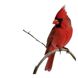 Christmas Cardinal Png Pgl68 PNG image