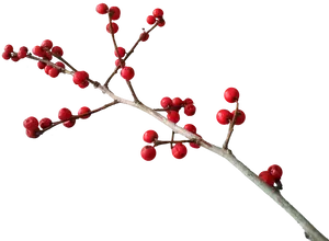 Christmas Red Berries Branch.png PNG image