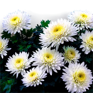 Chrysanthemum Flower Bush PNG Kmo