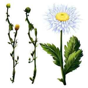 Chrysanthemum Flower Drawing PNG 05252024 PNG