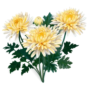 Chrysanthemum Flower Drawing PNG 05252024 PNG