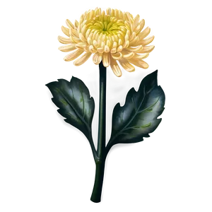 Chrysanthemum Flower Drawing PNG Dlu77 PNG
