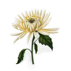 Chrysanthemum Flower Drawing PNG Ulw6 PNG