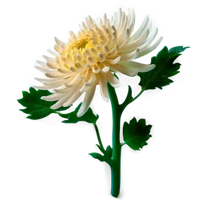 Chrysanthemum Flower Transparent PNG 05252024