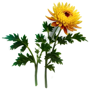 Chrysanthemum Flower Transparent PNG 05252024 PNG
