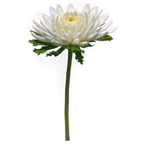 Chrysanthemum Flower Transparent PNG Pid PNG