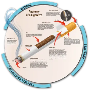 Cigarette Anatomy Infographic PNG image