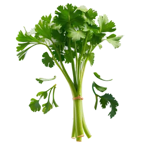 Cilantro Clipart PNG Jda59