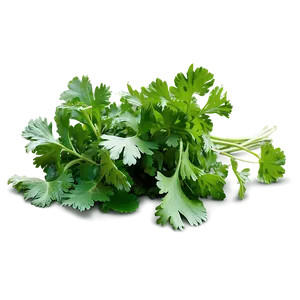 Cilantro Field PNG 06212024