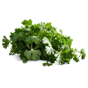 Cilantro Field PNG Wul