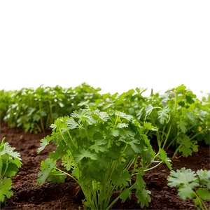 Cilantro Field PNG Xhi