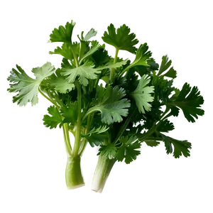 Cilantro Flat Lay PNG 71