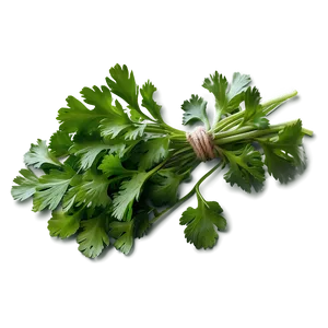 Cilantro Flat Lay PNG Kme5 PNG
