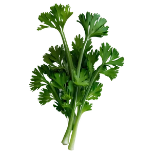 Cilantro Garnish Png 06212024 PNG image