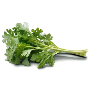 Cilantro Garnish Png Xqy PNG image