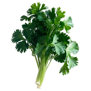 Cilantro Herb Png 33 PNG image