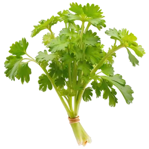 Cilantro In Garden PNG 06212024