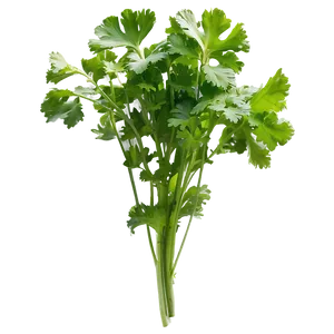 Cilantro In Garden Png Mpl66 PNG image