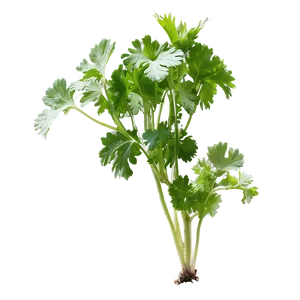Cilantro In Soil PNG Lxg