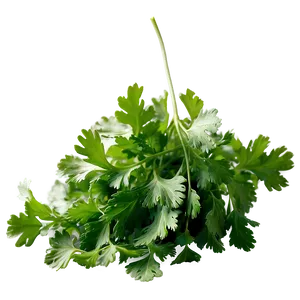 Cilantro Isolated PNG Cdc