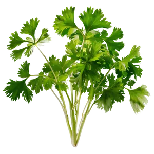 Cilantro Leaves Closeup Png Mbq1 PNG image