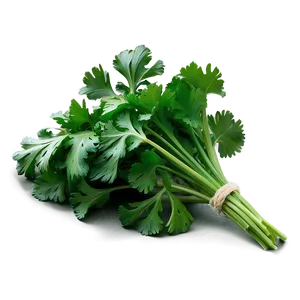 Cilantro Recipe Ingredient PNG Ide47 PNG
