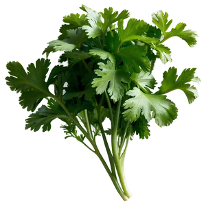 Cilantro Side View PNG 90