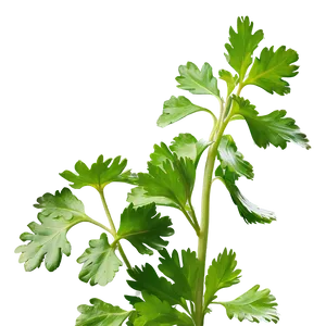 Cilantro Side View PNG Ghl