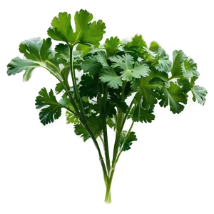 Cilantro Silhouette PNG 06212024