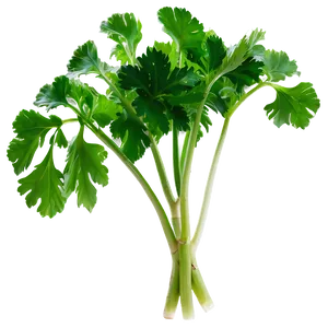 Cilantro Silhouette PNG Vuo