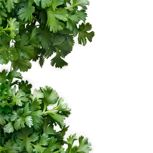 Cilantro Top View PNG 06212024