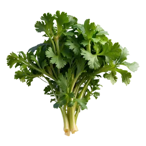 Cilantro Top View PNG 06212024