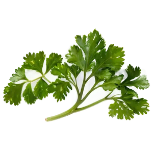 Cilantro Top View PNG 70