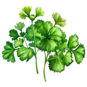 Cilantro Watercolor PNG 06212024