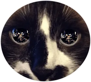 City Lights Reflectedin Cat Eye PNG image