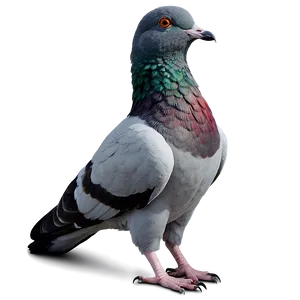 City Pigeon PNG 05242024