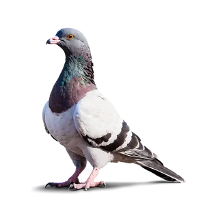 City Pigeon PNG 05242024