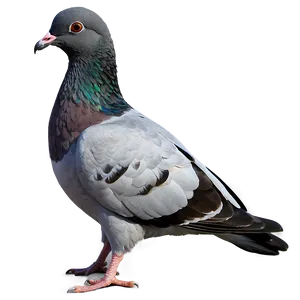 City Pigeon PNG 23