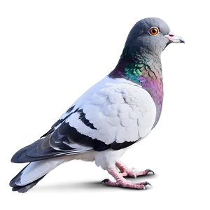 City Pigeon PNG 87