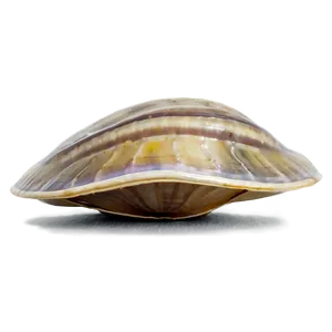 Clam In A Deep Dive PNG Lvn PNG