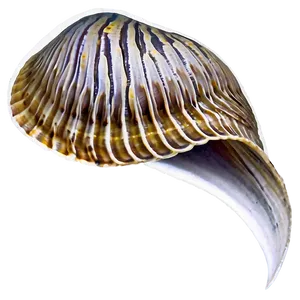 Clam In Marine Life PNG Bqy52 PNG