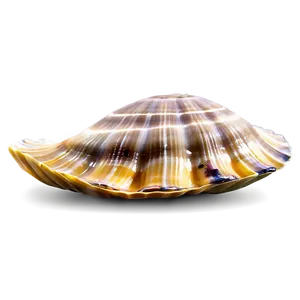 Clam In Marine Life PNG Rkr90 PNG