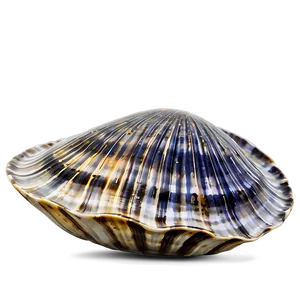Clam In Nautical Theme PNG 05242024