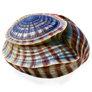 Clam In Nautical Theme PNG Lwv PNG