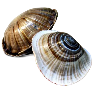 Clam In Nautical Theme PNG Yoc PNG