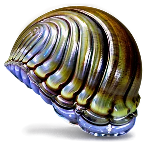 Clam In Ocean Water Png 91 PNG image