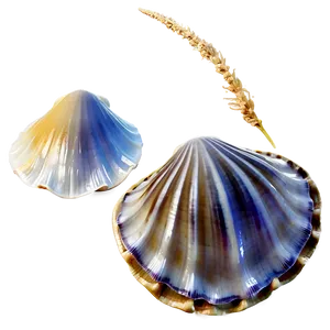 Clam In Seashell Collection Png 71 PNG image