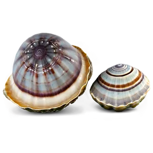 Clam In Seashell Collection Png Rrw PNG image