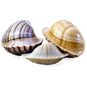Clam In Seashell Collection Png Sdj21 PNG image