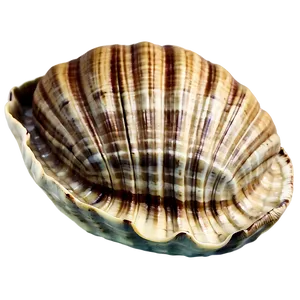 Clam In Vintage Sea Map PNG 98 PNG